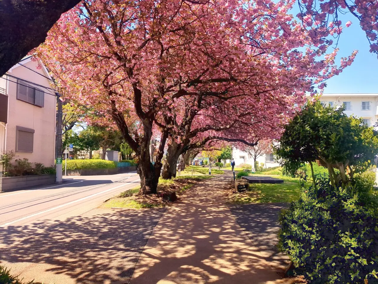 「ゆいまーる」の八重桜