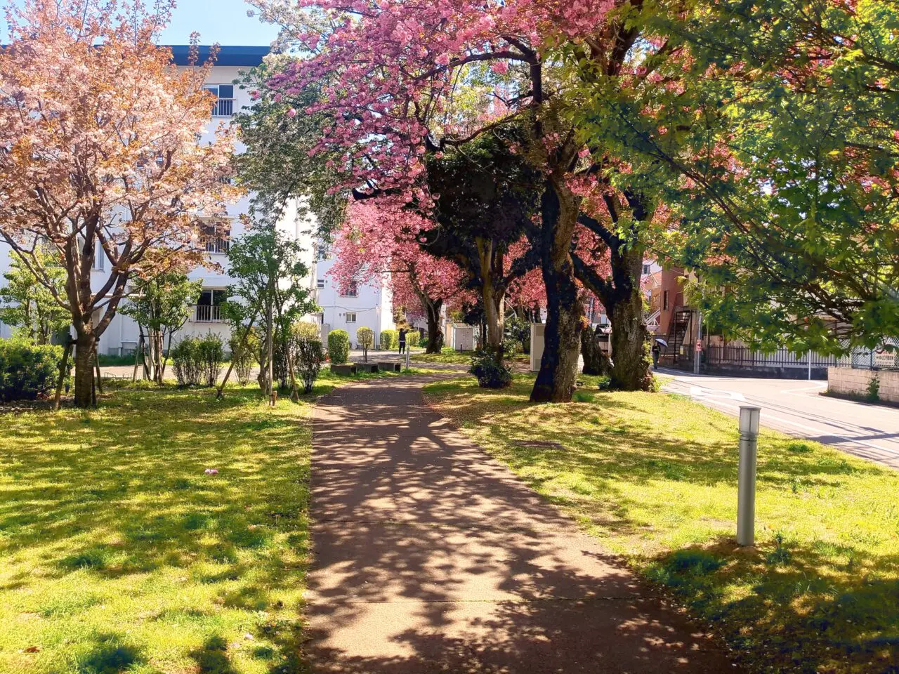 「ゆいまーる」の八重桜