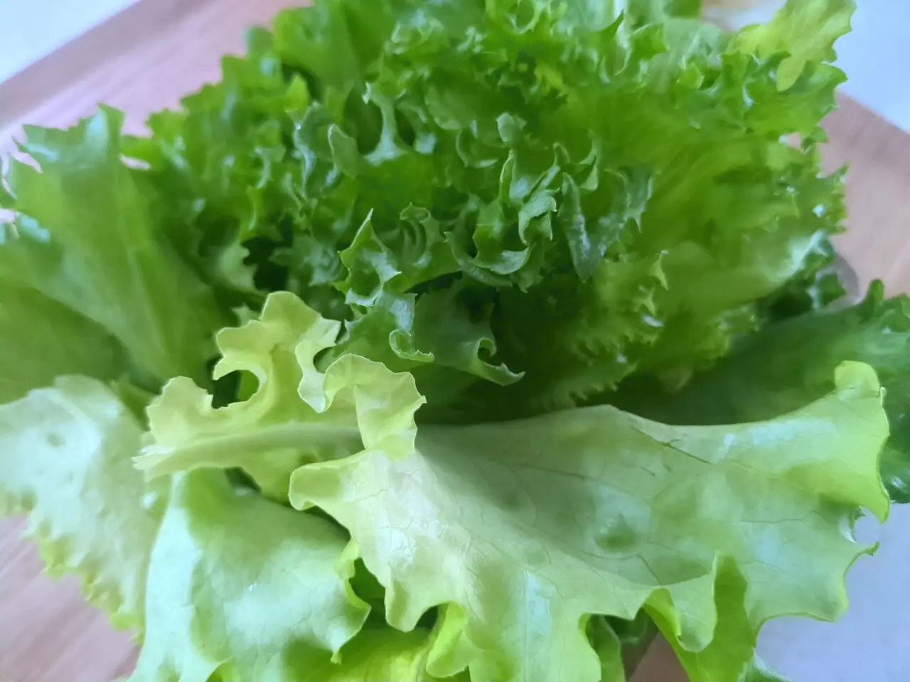光の家 レタス