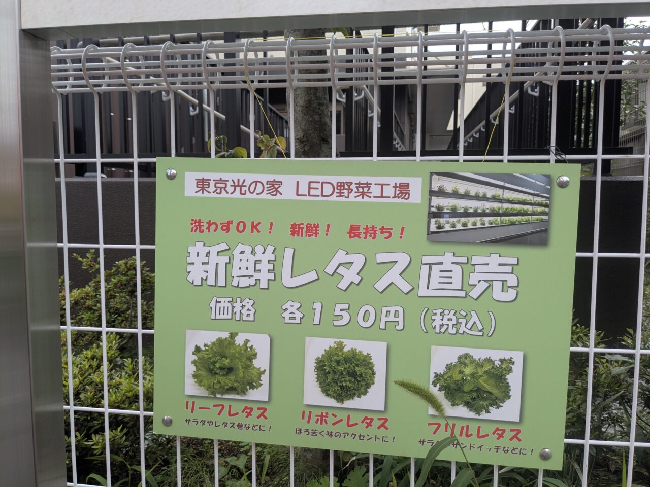 光の家 レタス