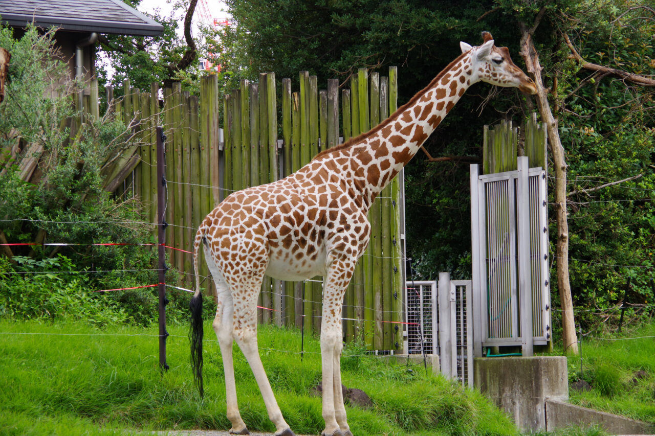 2026年 全国動物園 人気ランキングTOP30